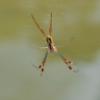 fruit spider